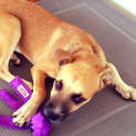 Photo of Aston (At Rspca Big Adopt Day Sept 19 Brisbane)