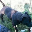 Photo of Brock (Adoption Pending)