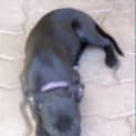 Photo of Jet