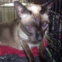 Photo of Cleo