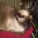 Photo of Cleo