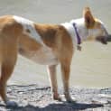 Photo of Gidget (Adoption Pending)