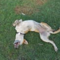Photo of Gidget (Adoption Pending)