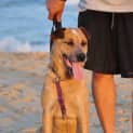 Photo of Magic (Trial 24/1/15) Great With Dogs And Kids