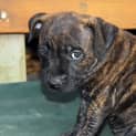 Photo of Sumo (On Trial 3/2/15)~ English Staffy Puppy