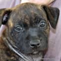 Photo of Sumo (On Trial 3/2/15)~ English Staffy Puppy