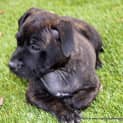 Photo of Kira (Trial 1/2/15) ~ English Staffy Puppy