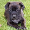Photo of Kira (Trial 1/2/15) ~ English Staffy Puppy