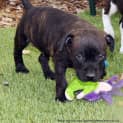 Photo of Kira (Trial 1/2/15) ~ English Staffy Puppy