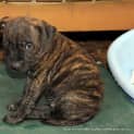 Photo of Kira (Trial 1/2/15) ~ English Staffy Puppy