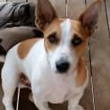 Photo of Dozer (Adoption Pending)