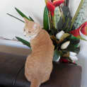 Photo of Fern And Gully