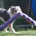 Photo of Bouncer (On Trial 16/2/15) ~ Jrt X