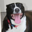 Photo of Molly Is On Trial In Her New Home