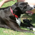 Photo of Molly Is On Trial In Her New Home