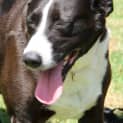 Photo of Molly Is On Trial In Her New Home