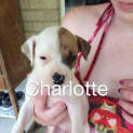 Photo of Charlotte