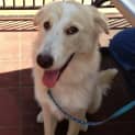 Photo of Peaches (Adoption Pending)