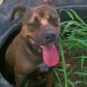 Photo of Tank (Adoption Pending)