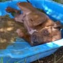 Photo of Tank (Adoption Pending)