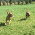 Photo of Indi (Trial 15/2/15) Mastiff X Staffy (Low Maint)