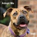 Photo of Indi (Trial 15/2/15) Mastiff X Staffy (Low Maint)