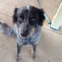 Photo of Sarah (Adoption Pending)