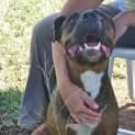 Photo of Tank (Adoption Pending)