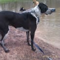 Photo of Valentine. (Tino) (Adoption Pending)