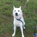 Photo of Kirra (Adoption Pending)