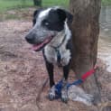 Photo of Valentine. (Tino) (Adoption Pending)