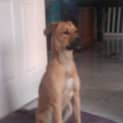 Photo of Ranger (Adoption Pending)