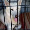 Photo of Kirra (Adoption Pending)