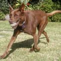 Photo of Kyle (On Trial 5/2/15) ~ Kelpie X ~