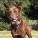 Photo of Kyle (On Trial 5/2/15) ~ Kelpie X ~
