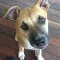 Photo of Aston (At Rspca Big Adopt Day Sept 19 Brisbane)