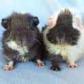 Photo of Jet And Scooter
