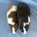 Photo of Darcy And Sawyer