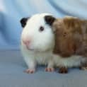 Photo of Yuki And Dasher