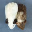 Photo of Yuki And Dasher