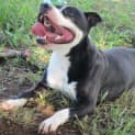 Photo of Mack (Adoption Pending)