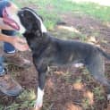 Photo of Mack (Adoption Pending)