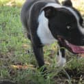 Photo of Mack (Adoption Pending)