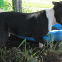 Photo of Mack (Adoption Pending)