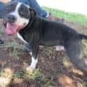 Photo of Mack (Adoption Pending)