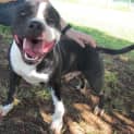 Photo of Mack (Adoption Pending)