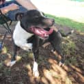 Photo of Mack (Adoption Pending)