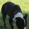 Photo of Mack (Adoption Pending)