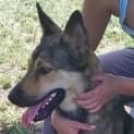 Photo of Bruno (Adoption Pending)