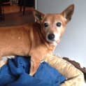 Photo of Gidget